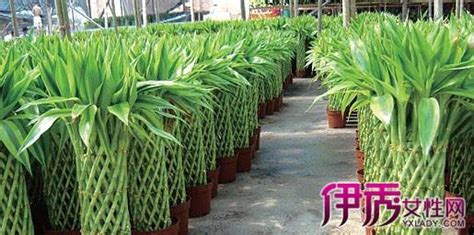 富貴竹種植 分野壁孔